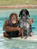 Buddies.webp