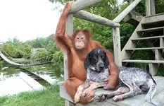 Thinking about a walk in the Park.webp
