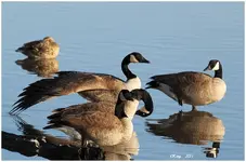 IMG_4717 spred wings geese.webp