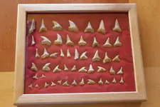 IMG_0121encased teeth.webp