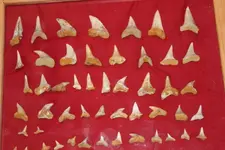 IMG_0120encased teeth.webp