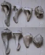 2011 012.webp
