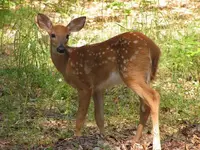 fawn.webp