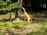 standingdeer.webp