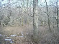 103_1271.webp