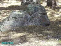Copy of Dog  2010 275.webp