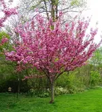 flowers 005.webp