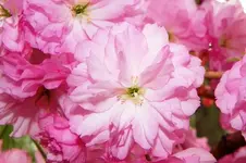 flowers 003.webp