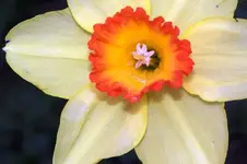 flowers 013.webp