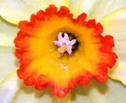 flowers 014.webp