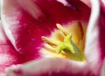 flowers 019.webp
