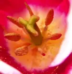 flowers 020.webp