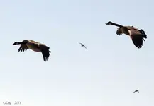 geese.webp
