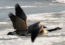 IMG_3694Geese res.webp