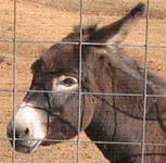mule.GIF