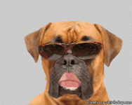 happy-birthday-cool-dog.gif happy-birthday-cool-dog.gif