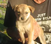 puppy_5459.webp