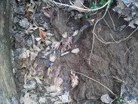 IMG00019-20110320-0919.webp