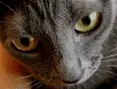 avatar_38377.webp