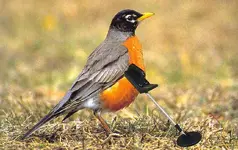 Robin Detect.webp