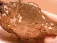 pt wood-side view.webp