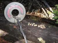 redwood finds 011.jpg cropped.webp