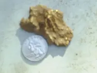 Sheps nuggets today 001.webp