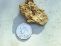 Sheps nuggets today 002.webp