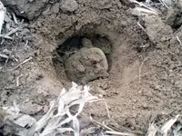 Dug_Buckle.webp