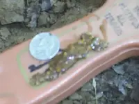 Sheps nuggets today 004.webp