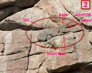 packrat 2 (Medium).webp