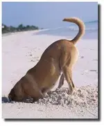 butt.webp