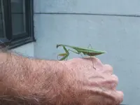 praying_mantis_2.webp