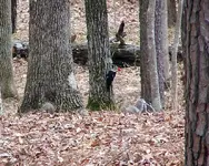 103_3598.webp