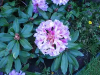4-26-11 036.webp