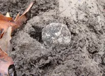 Barber in dirt.webp