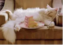 cat_birthday_cake.webp