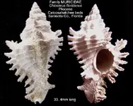 gastropodChicoreus.webp