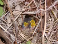 Wren Babies 2011.webp