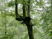 PICT2480.webp