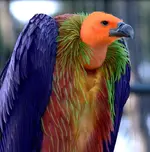 parrot1.webp