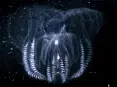 avatar_53926.webp