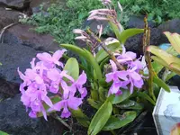 002.webp