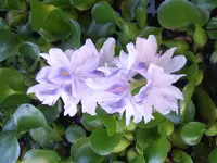 003.webp