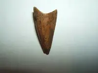 DSCF1438.webp