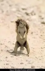BIG NUTTED STUD  SQUIRREL.webp
