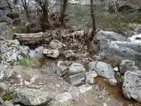 birdnest.webp