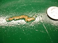 gold worm.webp