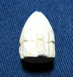 45cal_div.webp