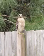 kestrel.webp